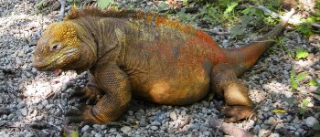 L'esempio virtuoso dell'Ecuador nella protezione delle Galapagos