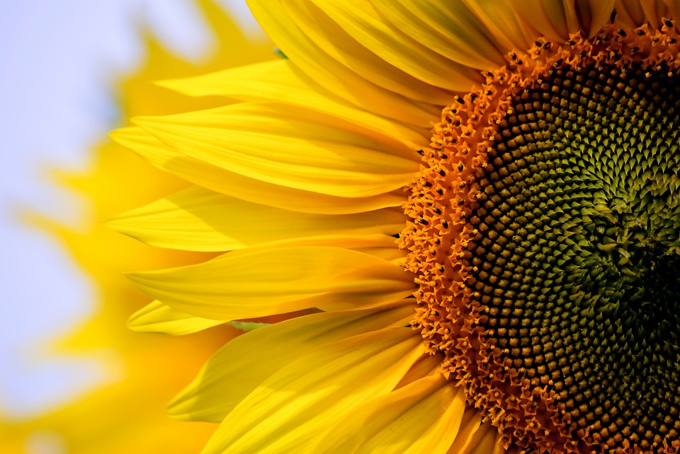 La Benefica Simbiosi Tra Il Girasole E Il Fungo La Rivista Della Natura