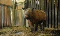 La lotta contro il tempo per salvare Iman, l'ultimo rinoceronte di Sumatra
