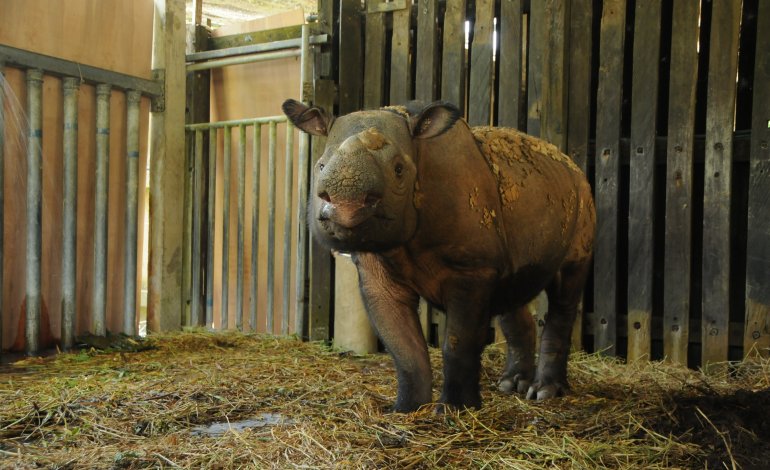 La lotta contro il tempo per salvare Iman, l’ultimo rinoceronte di Sumatra