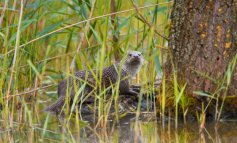 Due lontre sono state filmante nell’oasi di Morigerati