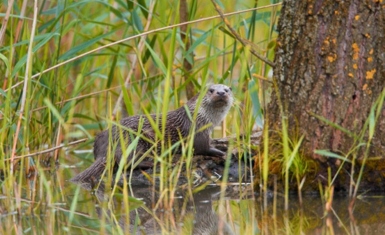 Due lontre sono state filmante nell’oasi di Morigerati
