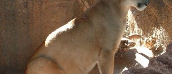 Ecco perché l’estinzione del Puma orientale può essere una buona notizia