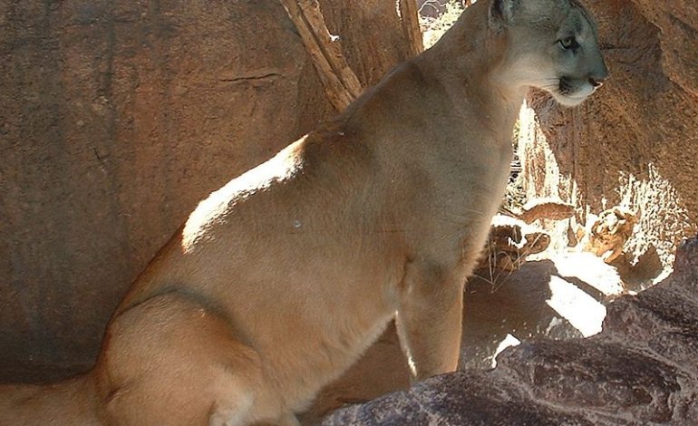 Ecco perché l’estinzione del Puma orientale può essere una buona notizia