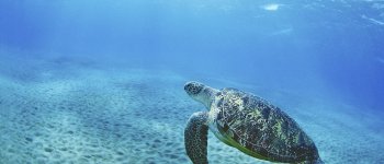 Tartaruga verde a rischio: con il caldo nascono solo femmine