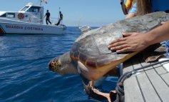 Ecco dove nuotano le tartarughe del Mediterraneo