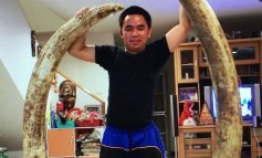 Arrestato in Tailandia un capo criminale dei trafficanti di avorio