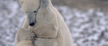 L’amore ai tempi del riscaldamento globale: come è cambiato il sesso tra gli animali