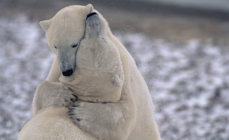 L’amore ai tempi del riscaldamento globale: come è cambiato il sesso tra gli animali