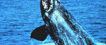 Zero nascite: la balena franca estinta tra vent’anni