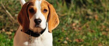 Revon, il beagle goloso