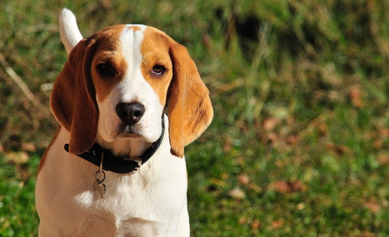 Revon, il beagle goloso