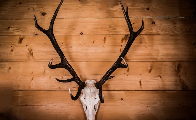 Il bilancio (negativo) della stagione di caccia appena conclusa