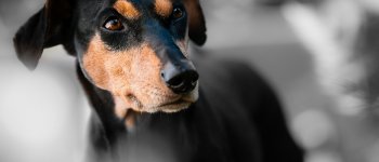 La strage dei cani mostra la necessità di un piano contro il randagismo