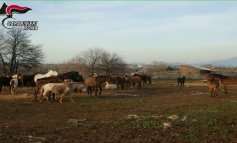 Blitz nell'allevamento lager: sequestrati 59 equini