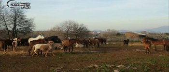 Blitz nell'allevamento lager: sequestrati 59 equini