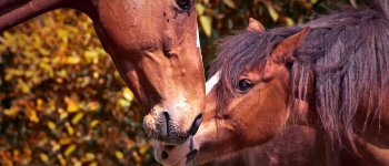I cavalli risolvono i problemi in base alla loro personalità