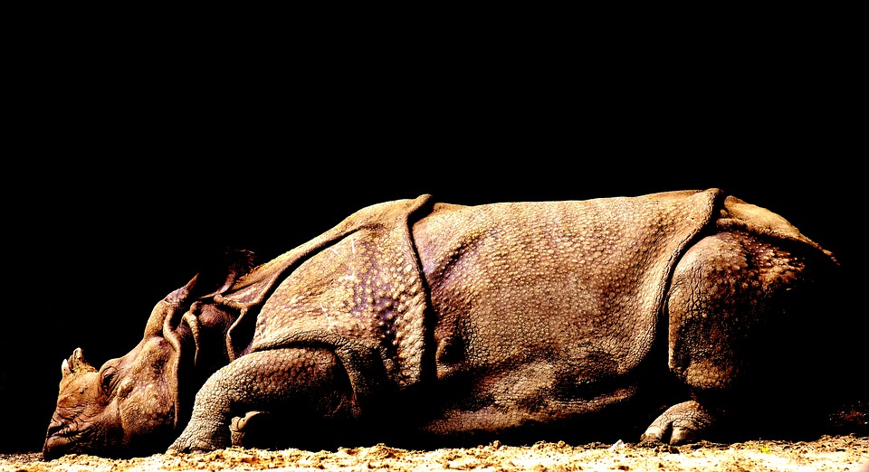 La Rete Il Crocevia Per La Vendita Di Animali Protetti Dalla CITES 