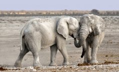 Le molteplici personalità degli elefanti