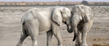Le molteplici personalità degli elefanti