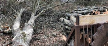 Scempio nel Parco del Gargano: tagliate 400 querce protette