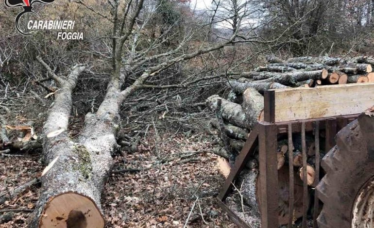 Scempio nel Parco del Gargano: tagliate 400 querce protette