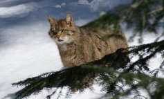Fotografato un raro gatto selvatico nel Bellunese