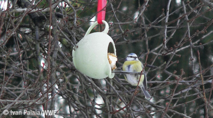 Come Costruire Una Mangiatoia Per Gli Uccelli La Rivista Della Natura
