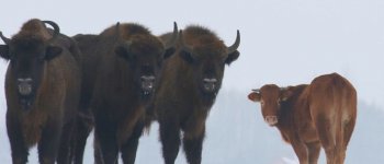 Fuga dall'allevamento: mucca va a vivere con una mandria di bisonti