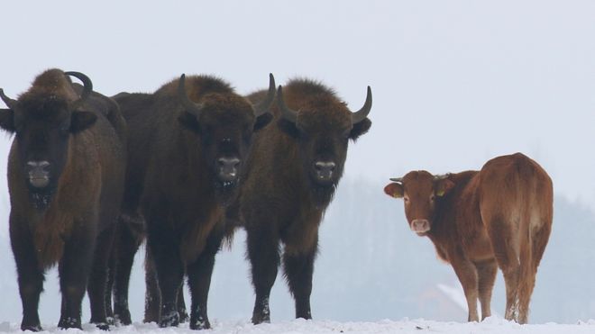 Fuga dall’allevamento: mucca va a vivere con una mandria di bisonti