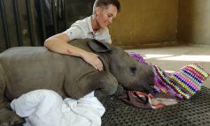 Lottie, il baby rinoceronte che piange la mamma morta