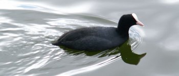 Abruzzo scrigno di biodiversità: presenti 38 specie di uccelli acquatici