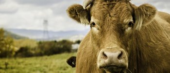 Le vacche sacre non sono più intoccabili