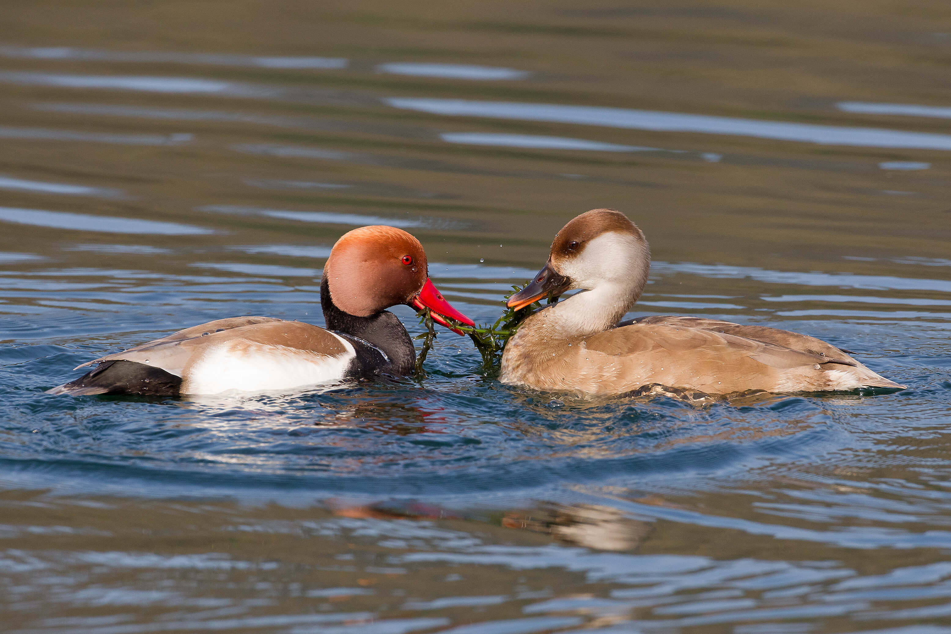Fistione Turco Raro E Dal Piumaggio Esotico La Rivista Della Natura