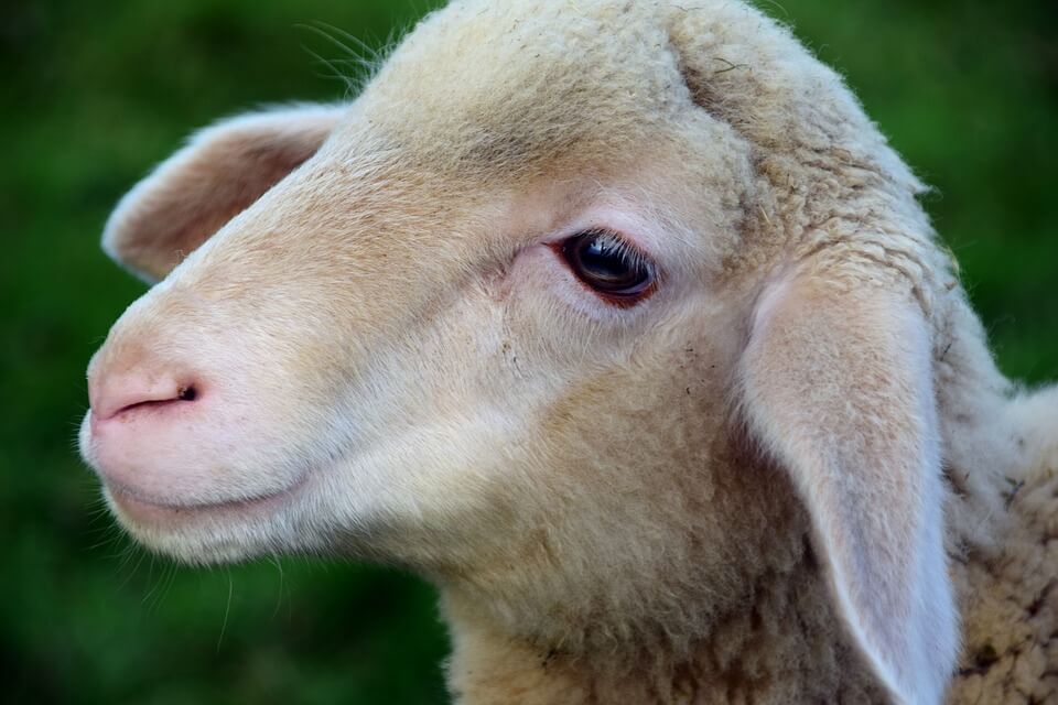 Trasporto animali vivi, una sofferenza inutile