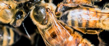Salviamo le api: una su 10 rischia l’estinzione