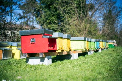 Affitta la tua arnia: 30 kg di miele per te - La Rivista della Natura