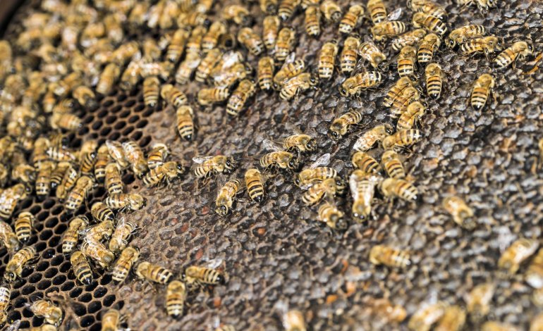 Affitta la tua arnia: 30 kg di miele per te
