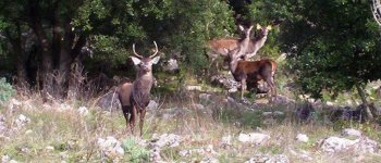 Dalla Sardegna alla Corsica: il cervo sardo ripopola le Isole