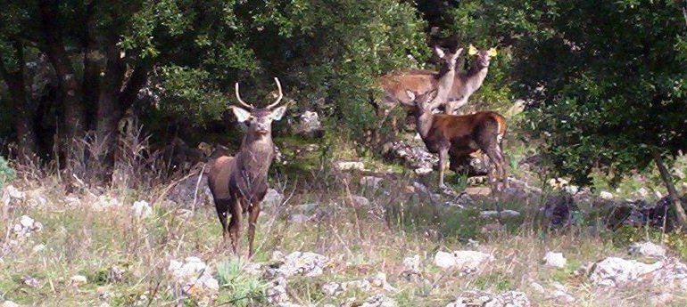 Dalla Sardegna alla Corsica: il cervo sardo ripopola le Isole