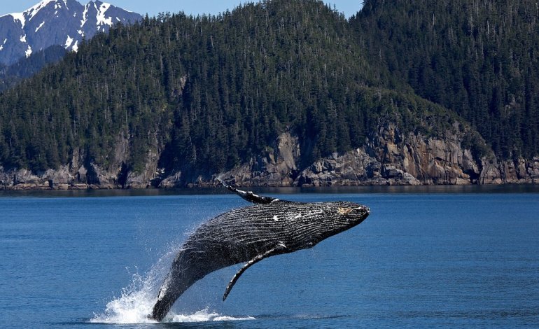 Balene profeti sismici: la teoria del Capitano David Williams