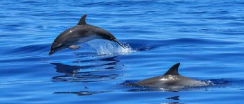 La strage silenziosa dei delfini francesi che fa 6mila vittime all’anno