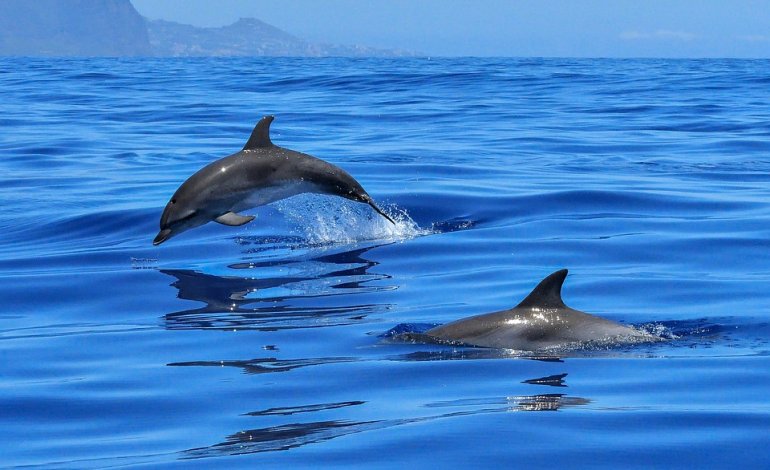 La strage silenziosa dei delfini francesi che fa 6mila vittime all’anno