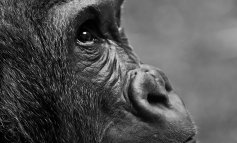 È tutto un gioco: così gorilla e scimpanzé si relazionano con le attività ludiche