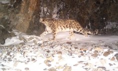 Così il cashmere sta mettendo a rischio la sopravvivenza del Leopardo delle nevi