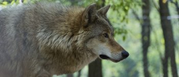 “Io non ho paura del lupo”: citizen science per proteggere la specie