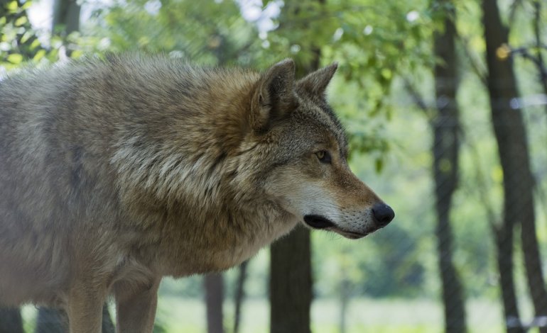 “Io non ho paura del lupo”: citizen science per proteggere la specie