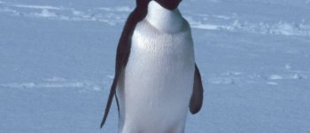 La mega colonia con 1.5 milioni di pinguini di Adelia