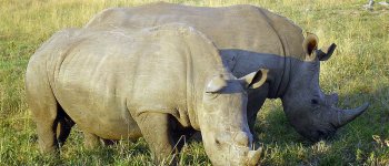 Morto Sudan, era l’ultimo rinoceronte bianco