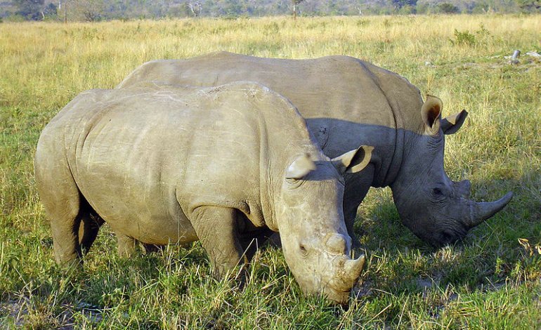 Morto Sudan, era l’ultimo rinoceronte bianco